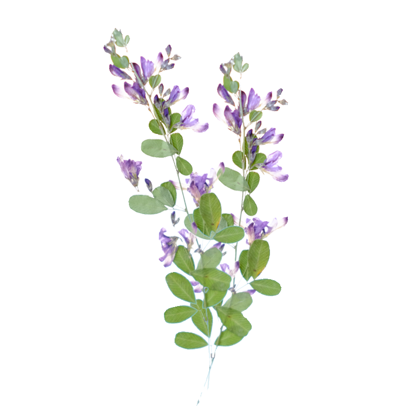 6pcs,nature Lespedeza Formosa  - Resin Art Baby 评论和价格