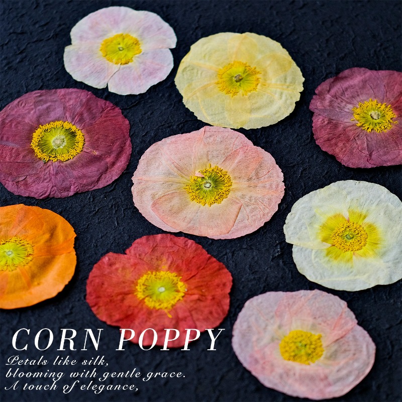 1pcs,Nature Field Poppy Presse - Resin Art Baby 评论和价格