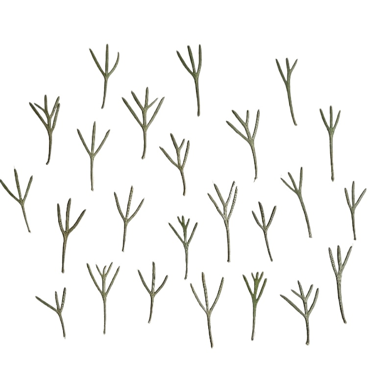 24pcs,Real Pressed Achillea Le - Resin Art Baby 评论和价格