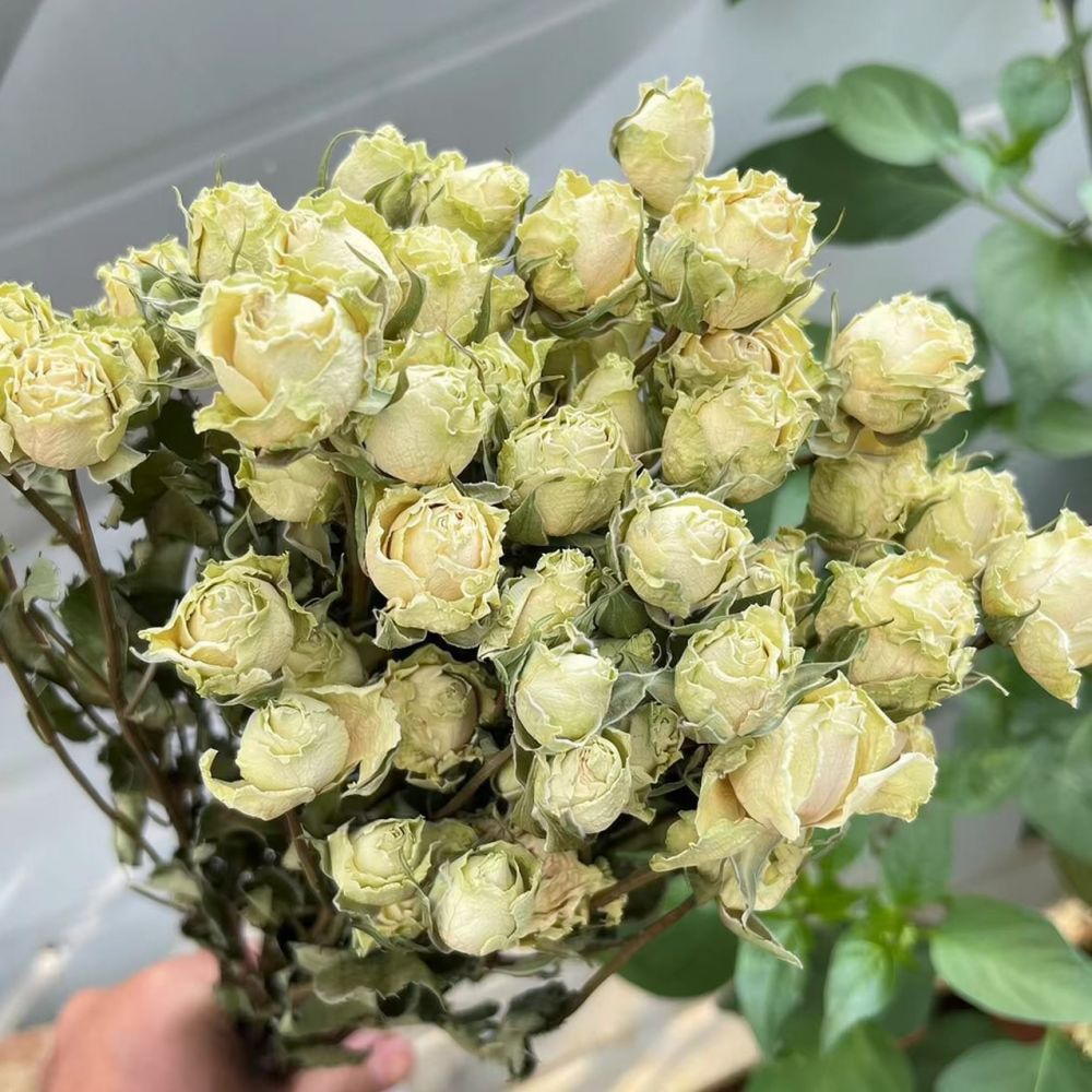 Natural Dried Rose Flower Bouq - Resin Art Rose 评论和价格